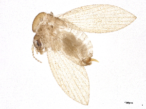  ( - CBG-A16289-H10)  @11 [ ] CreativeCommons - Attribution Share - Alike (2024) CBG Photography Group Centre for Biodiversity Genomics