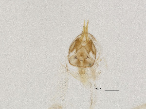  ( - CBG-A16289-H10)  @11 [ ] CreativeCommons - Attribution Share Alike (2025) CBG Photography Group Centre for Biodiversity Genomics