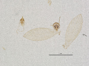  ( - CBG-A16289-H10)  @11 [ ] CreativeCommons - Attribution Share Alike (2025) CBG Photography Group Centre for Biodiversity Genomics