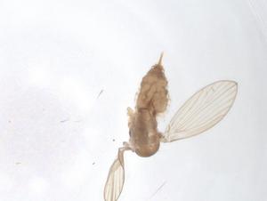  ( - CBG-A16290-A02)  @11 [ ] CreativeCommons - Attribution Share - Alike (2023) Centre for Biodiversity Genomics Centre for Biodiversity Genomics