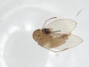  ( - CBG-A16293-A05)  @11 [ ] CreativeCommons - Attribution Share - Alike (2023) Centre for Biodiversity Genomics Centre for Biodiversity Genomics