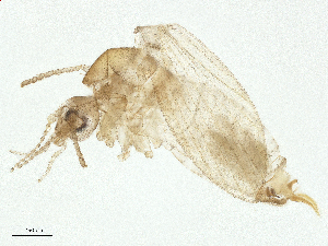  ( - CBG-A16293-A05)  @11 [ ] CreativeCommons - Attribution Share - Alike (2025) CBG Photography Group Centre for Biodiversity Genomics