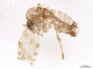  ( - CBG-A18425-C08)  @11 [ ] CreativeCommons - Attribution Share - Alike (2024) CBG Photography Group Centre for Biodiversity Genomics