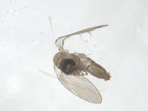  ( - CBG-A18434-A07)  @11 [ ] CreativeCommons - Attribution Share - Alike (2023) Centre for Biodiversity Genomics Centre for Biodiversity Genomics