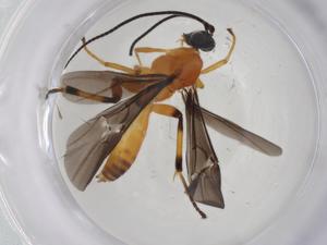  ( - CBG-A18441-A04)  @11 [ ] CreativeCommons - Attribution Share - Alike (2023) Centre for Biodiversity Genomics Centre for Biodiversity Genomics