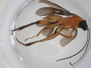  ( - CBG-A18453-A08)  @11 [ ] CreativeCommons - Attribution Share - Alike (2023) Centre for Biodiversity Genomics Centre for Biodiversity Genomics