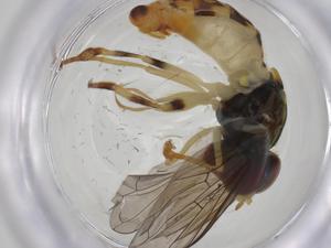  ( - CBG-A18467-H05)  @11 [ ] CreativeCommons - Attribution Share - Alike (2023) Centre for Biodiversity Genomics Centre for Biodiversity Genomics