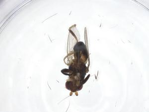  (Pseudopomyza proboscis - CBG-A18481-C01)  @11 [ ] CreativeCommons - Attribution Share - Alike (2023) Centre for Biodiversity Genomics Centre for Biodiversity Genomics