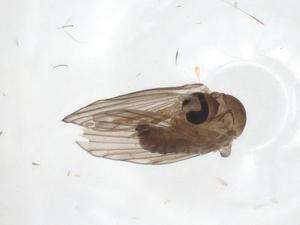  ( - CBG-A18481-H07)  @11 [ ] CreativeCommons - Attribution Share - Alike (2023) Centre for Biodiversity Genomics Centre for Biodiversity Genomics