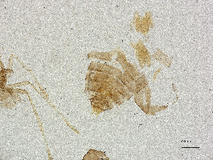  ( - CBG-A21005-B02)  @11 [ ] CreativeCommons - Attribution Share Alike (2025) CBG Photography Group Centre for Biodiversity Genomics