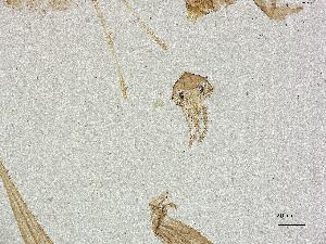  ( - CBG-A21005-B02)  @11 [ ] CreativeCommons - Attribution Share Alike (2025) CBG Photography Group Centre for Biodiversity Genomics