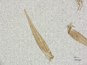  ( - CBG-A21005-B02)  @11 [ ] CreativeCommons - Attribution Share Alike (2025) CBG Photography Group Centre for Biodiversity Genomics