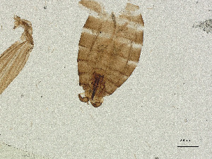  ( - CBG-A21020-A05)  @11 [ ] CreativeCommons - Attribution Share Alike (2025) CBG Photography Group Centre for Biodiversity Genomics