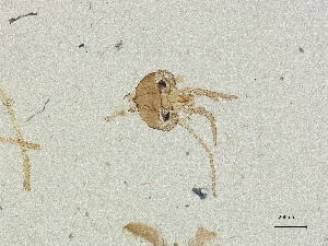  ( - CBG-A21020-A05)  @11 [ ] CreativeCommons - Attribution Share Alike (2025) CBG Photography Group Centre for Biodiversity Genomics