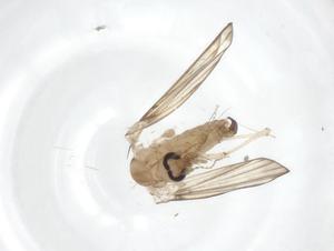  ( - CBG-A21022-A08)  @11 [ ] CreativeCommons - Attribution Share - Alike (2023) Centre for Biodiversity Genomics Centre for Biodiversity Genomics