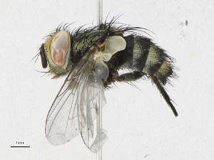  ( - CBG-A21597-F07)  @11 [ ] CreativeCommons - Attribution Share-Alike (2023) CBG Photography Group Centre for Biodiversity Genomics