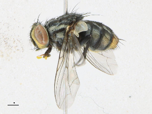  ( - CBG-A21667-G10)  @11 [ ] CreativeCommons - Attribution Share-Alike (2023) CBG Photography Group Centre for Biodiversity Genomics