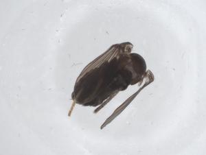  ( - CBG-A21084-B08)  @11 [ ] CreativeCommons - Attribution Share - Alike (2023) Centre for Biodiversity Genomics Centre for Biodiversity Genomics