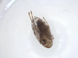  ( - CBG-A21489-F02)  @11 [ ] CreativeCommons - Attribution Share - Alike (2023) Centre for Biodiversity Genomics Centre for Biodiversity Genomics