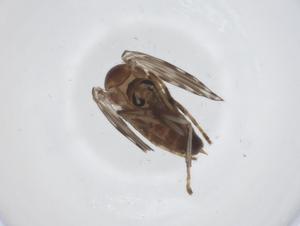  ( - CBG-A21842-C09)  @11 [ ] CreativeCommons - Attribution Share - Alike (2023) Centre for Biodiversity Genomics Centre for Biodiversity Genomics