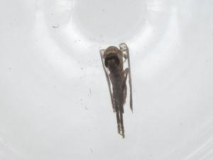  ( - CBG-A22668-D12)  @11 [ ] CreativeCommons - Attribution Share - Alike (2023) Centre for Biodiversity Genomics Centre for Biodiversity Genomics