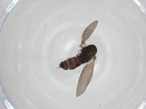  (Atrichobrunettia longipenis - CBG-A22673-F11)  @11 [ ] CreativeCommons - Attribution Share - Alike (2023) Centre for Biodiversity Genomics Centre for Biodiversity Genomics