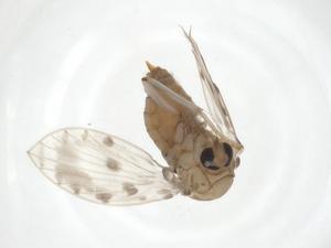  ( - CBG-A23133-H09)  @11 [ ] CreativeCommons - Attribution Share - Alike (2023) Centre for Biodiversity Genomics Centre for Biodiversity Genomics