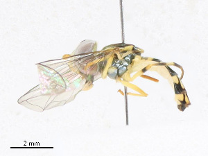  ( - CBG-A24215-H04)  @11 [ ] CreativeCommons - Attribution Share - Alike (2023) CBG Photography Group Centre for Biodiversity Genomics
