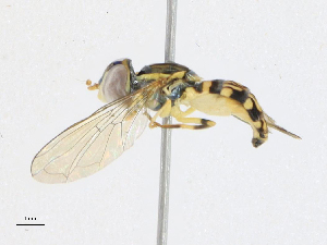  ( - CBG-A24253-B03)  @11 [ ] CreativeCommons - Attribution Share-Alike (2024) CBG Photography Group Centre for Biodiversity Genomics