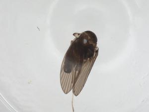  ( - CBG-A24461-B12)  @11 [ ] CreativeCommons - Attribution Share - Alike (2023) Centre for Biodiversity Genomics Centre for Biodiversity Genomics