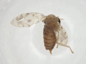  ( - CBG-A24471-C03)  @11 [ ] CreativeCommons - Attribution Share - Alike (2023) Centre for Biodiversity Genomics Centre for Biodiversity Genomics