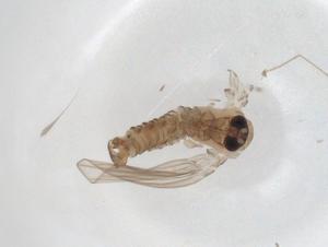  ( - CBG-A23571-B04)  @11 [ ] CreativeCommons - Attribution Share - Alike (2023) Centre for Biodiversity Genomics Centre for Biodiversity Genomics