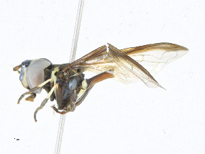  ( - CBG-A24236-D06)  @11 [ ] CreativeCommons - Attribution Share-Alike (2024) CBG Photography Group Centre for Biodiversity Genomics