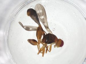  (Syringogaster cressoni - CBG-A25390-H01)  @11 [ ] CreativeCommons - Attribution Share - Alike (2024) Centre for Biodiversity Genomics Centre for Biodiversity Genomics