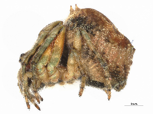  ( - CBG-A27477-H08)  @11 [ ] CreativeCommons - Attribution (2024) CBG Photography Group Centre for Biodiversity Genomics