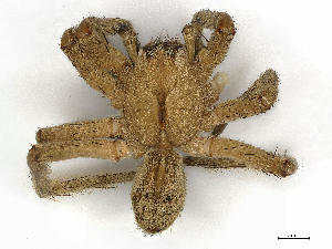  (Phoneutria boliviensis - CBG-A27516-H06)  @11 [ ] CreativeCommons - Attribution Share - Alike (2023) CBG Photography Group Centre for Biodiversity Genomics
