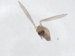  ( - CBG-A42319-D02)  @11 [ ] CreativeCommons - Attribution Share - Alike (2024) Centre for Biodiversity Genomics Centre for Biodiversity Genomics