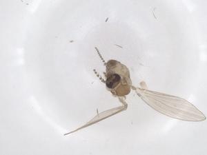  ( - CBG-A42689-D08)  @11 [ ] CreativeCommons - Attribution Share - Alike (2024) Centre for Biodiversity Genomics Centre for Biodiversity Genomics