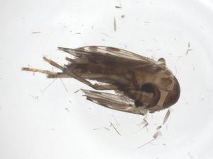  ( - CBG-A42695-H09)  @11 [ ] CreativeCommons - Attribution Share - Alike (2024) Centre for Biodiversity Genomics Centre for Biodiversity Genomics