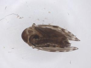  ( - CBG-A42696-C03)  @11 [ ] CreativeCommons - Attribution Share - Alike (2024) Centre for Biodiversity Genomics Centre for Biodiversity Genomics