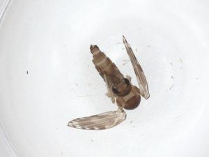  ( - CBG-A42697-H10)  @11 [ ] CreativeCommons - Attribution Share - Alike (2024) Centre for Biodiversity Genomics Centre for Biodiversity Genomics