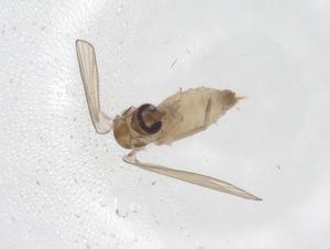  ( - CBG-A40302-G10)  @11 [ ] CreativeCommons - Attribution Share - Alike (2024) Centre for Biodiversity Genomics Centre for Biodiversity Genomics