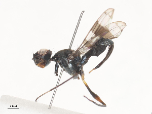  ( - CBG-A41864-C02)  @11 [ ] CreativeCommons - Attribution Share - Alike (2024) CBG Photography Group Centre for Biodiversity Genomics