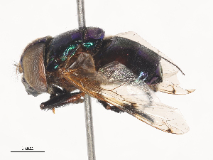  ( - CBG-A41919-F04)  @11 [ ] CreativeCommons - Attribution Share - Alike (2024) CBG Photography Group Centre for Biodiversity Genomics