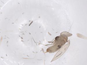  ( - CBG-A41994-C06)  @11 [ ] CreativeCommons - Attribution Share - Alike (2024) Centre for Biodiversity Genomics Centre for Biodiversity Genomics