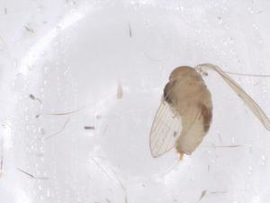  ( - CBG-A41994-C07)  @11 [ ] CreativeCommons - Attribution Share - Alike (2024) Centre for Biodiversity Genomics Centre for Biodiversity Genomics