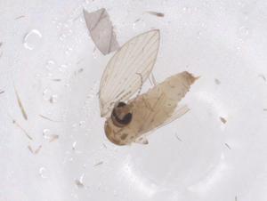  ( - CBG-A41994-F02)  @11 [ ] CreativeCommons - Attribution Share - Alike (2024) Centre for Biodiversity Genomics Centre for Biodiversity Genomics