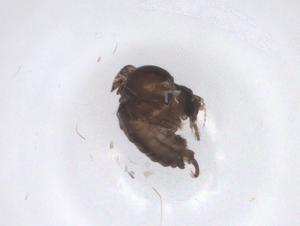  ( - CBG-A42740-F07)  @11 [ ] CreativeCommons - Attribution Share - Alike (2024) Centre for Biodiversity Genomics Centre for Biodiversity Genomics