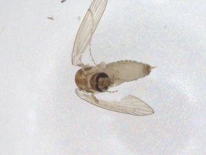  ( - CBG-A42741-D02)  @11 [ ] CreativeCommons - Attribution Share - Alike (2024) Centre for Biodiversity Genomics Centre for Biodiversity Genomics