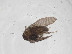  ( - CBG-A43400-A02)  @11 [ ] CreativeCommons - Attribution Share - Alike (2024) Centre for Biodiversity Genomics Centre for Biodiversity Genomics